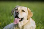 Labrador Retriever Portrait