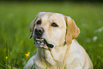 Labrador Retriever Portrait