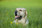 yellow Labrador Retriever