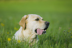 yellow Labrador Retriever