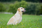 yellow Labrador Retriever