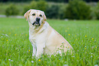 yellow Labrador Retriever