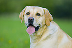 Labrador Retriever Portrait