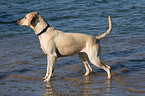 Labrador Retriever in water