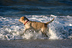 Labrador on beach