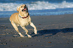 Labrador on beach