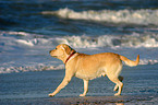 Labrador on beach