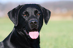 Labrador Retriever Portrait