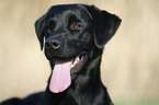 Labrador Retriever Portrait