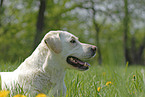 Labrador Retriever