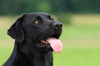 black Labrador Retriever