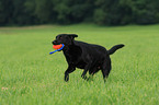 black Labrador Retriever