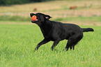 black Labrador Retriever