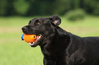 black Labrador Retriever