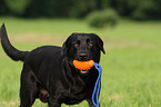 black Labrador Retriever