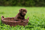 Labrador Retriever Puppy