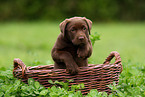 Labrador Retriever Puppy