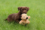 Labrador Retriever Puppy