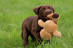 Labrador Retriever Puppy