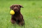 Labrador Retriever Puppy