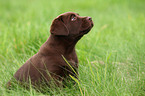 Labrador Retriever Puppy