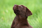 Labrador Retriever Puppy