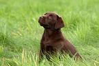 Labrador Retriever Puppy