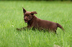 Labrador Retriever Puppy