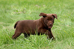 Labrador Retriever Puppy