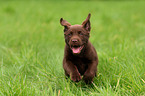 Labrador Retriever Puppy