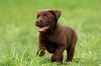 Labrador Retriever Puppy