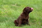 Labrador Retriever Puppy