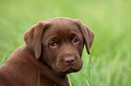 Labrador Retriever Puppy