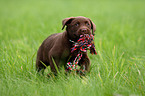 Labrador Retriever Puppy