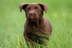 Labrador Retriever Puppy