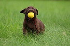 Labrador Retriever Puppy