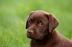 Labrador Retriever Puppy