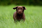 Labrador Retriever Puppy