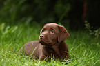 Labrador Retriever Puppy