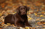 brown Labrador Retriever