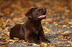 brown Labrador Retriever