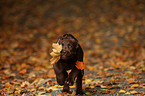 brown Labrador Retriever