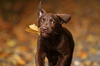 brown Labrador Retriever