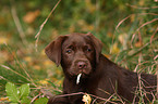 brown Labrador Retriever