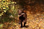 brown Labrador Retriever