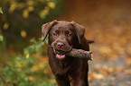 brown Labrador Retriever