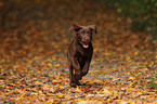 brown Labrador Retriever