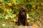 brown Labrador Retriever