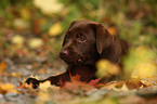 brown Labrador Retriever