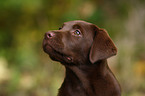 brown Labrador Retriever